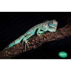 Iguana azul blue mediana